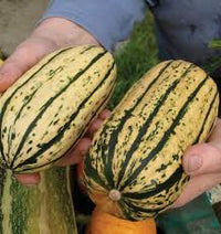 Seed - Squash 'Delicata' - West Coast Seeds