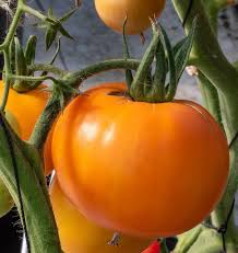 Seed - Tomato 'Old German' Organic - West Coast Seeds