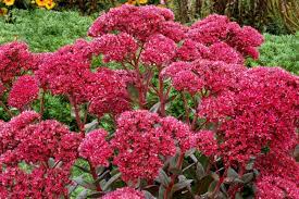 Sedum 'Thunderhead' (hybrid)