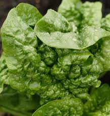 Seed - Spinach 'Bloomsdale Savory' - West Coast Seeds