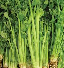 Seed - Celery 'Tal Utah' - West Coast Seeds