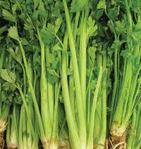 Seed - Celery 'Tal Utah' - West Coast Seeds
