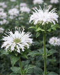 Monarda didyma Bee-You 'Bee-Bright' - Beebalm