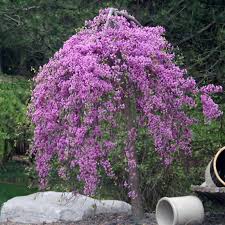 Cercis canadensis 'Covey' (Lavender Twist)