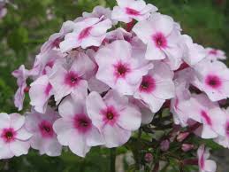 Phlox paniculata Prime Minister