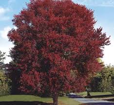 Acer - Rubrum - Burgundy Belle - érable