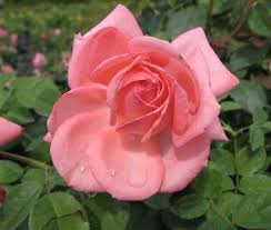 Rosa 'Canada Blooms' - Rosier