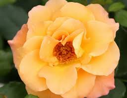 Rosa Suñorita® (Shrub Rose) - Rosier
