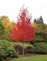 Acer - Rubrum - Redpointe - érable