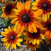 Rudbeckia hirta Sunbeckia Luna