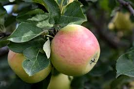 Malus 'goodland'