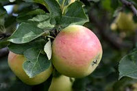 Malus 'goodland'