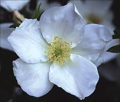 Rosa 'Morden Snowbeauty' - Rosier