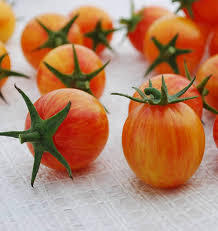 Seed - Tomato 'Sunrise Bumble Bee' Organic - West Coast Seeds