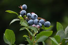 vaccinium northland - bleuet