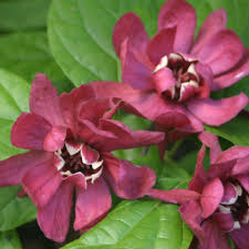 Calycanthus x raulstonii 'Hartlage Wine' (Sweetshrub)