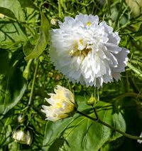Seed - Cosmos 'Double Click Snow Puff' - West Coast Seeds