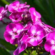 Phlox paniculé 'Laura'