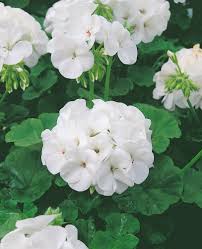 Semence - Géranium Maverick Blanc - OSC