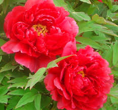 Paeonia Patio 'Moscow' - Pivoine