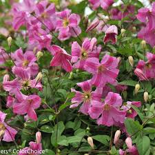 Clematis Pink Mink®