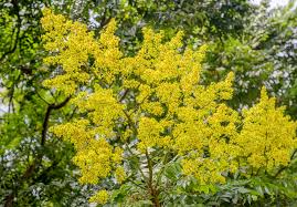 Koelreuteria paniculata (Savonnier)