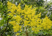 Koelreuteria paniculata (Savonnier)