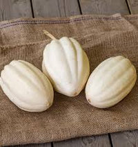 Semence - Courge 'Mashed Potatoes F1' - West Coast Seeds