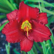 Hemerocallis 'Red Razzmatazz' - Daylily