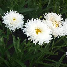 Leucanthemum x Superbum 'Ooh la 'LaSpide'