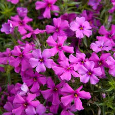 phlox spring Dark Leaf Pink