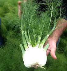 Seed - Fennel 'Preludio F1' Organic - West Coast Seeds