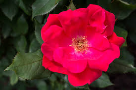 Rosa Knock Out (Shrub)
