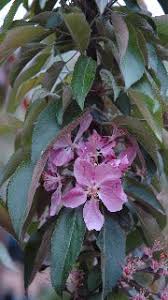 Malus columnar 'Dream Weaver'