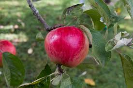 Malus 'Akane'