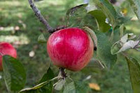 Malus 'Akane'