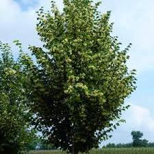 Tilia Cordata - Ronald (Norlin)