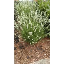 Lavandula angustifolia la diva spirit white