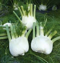 Seed - Fennel 'Preludio F1' Organic - West Coast Seeds