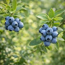 Bleuet 3 dans 1 - Vaccinium corymbosum '3 in 1'