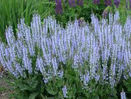 Salvia Color Spires® 'Crystal Blue'