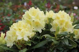 Rhododendron 'Capristrano'
