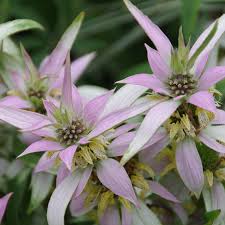 Monarda punctata 'BeeBop' - Plant Finder