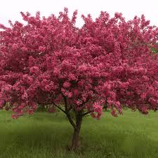 Malus 'fireside'