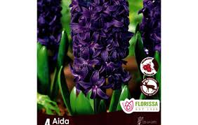 bulbe d'automne - jacinthe Aida