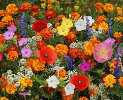 Seed - Wildflower (Deer) - West Coast Seeds