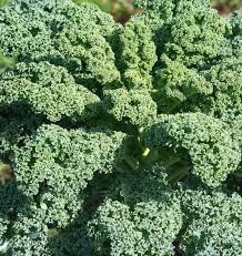 Seed - Kale 'Vates Blue Curled Scotch' - West Coast Seeds