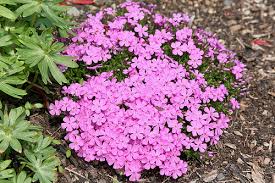 Phlox subulata rose