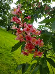 Aesculus - Marronnier rouge - Red buckeye
