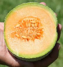 Seed - Melon 'Halona F1' - West Coast Seeds